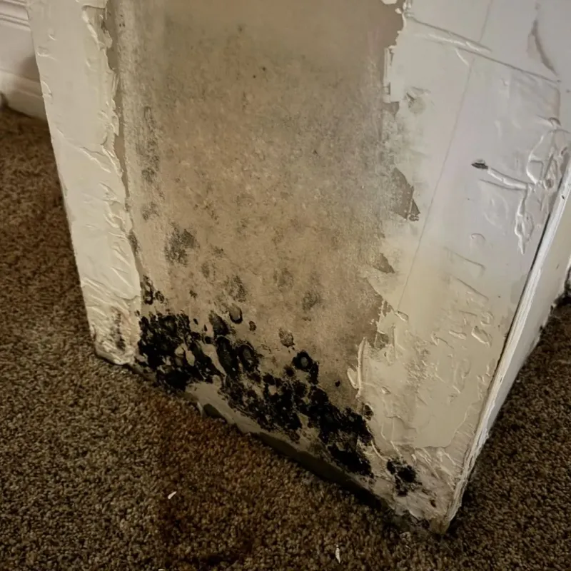 Professional Mold Removal in Troy, AL